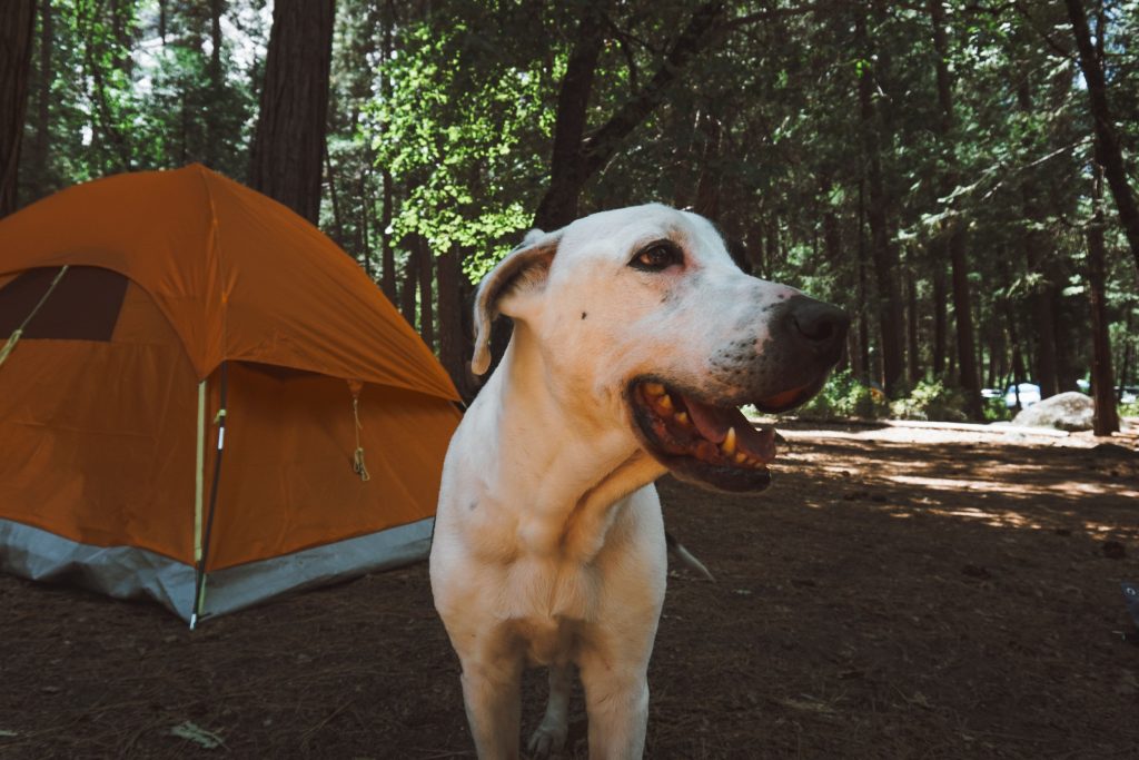 hund camping